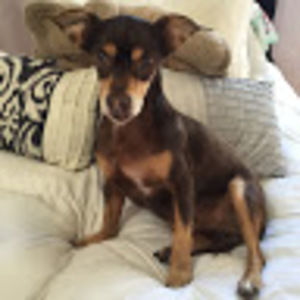 Meet your Posher, Dalia